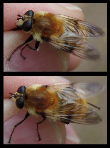 Criorhina floccosa